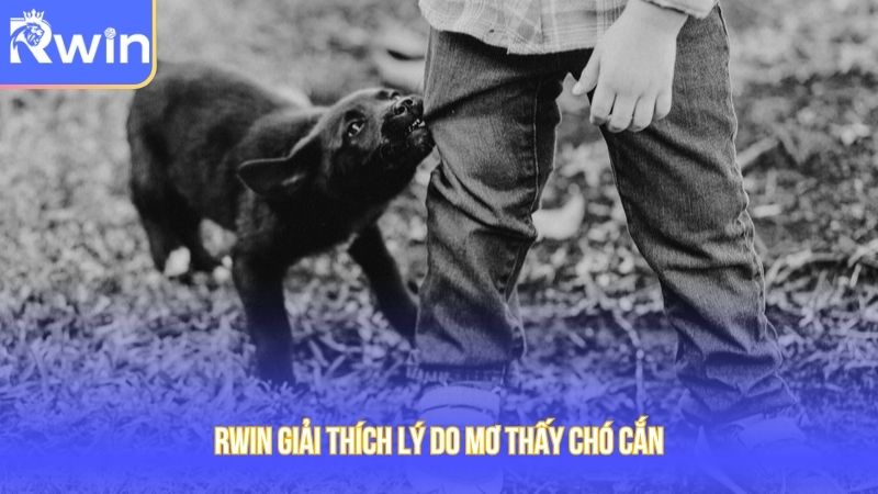 Giải nghĩa vì sao thường xuyên mộng bị chó cắn