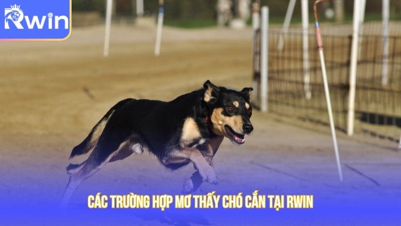 Một số trường hợp khi chiêm bao bị chó cắn