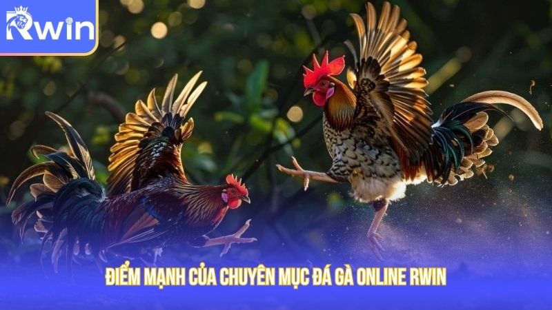 Điểm mạnh của chuyên mục đá gà online Rwin