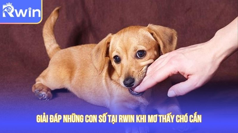 Những con số thử vận may khi ngủ mộng chó cắn