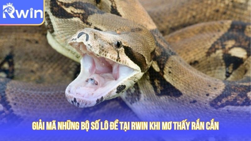 Giải mã các con số ẩn giấu trong chiêm bao mơ thấy rắn cắn