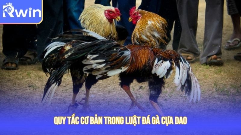 Quy tắc cơ bản trong luật đá gà cựa dao