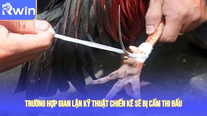 Trường hợp gian lận kỹ thuật chiến kê sẽ bị cấm thi đấu