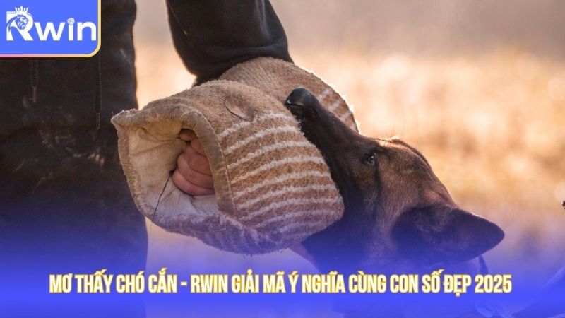 Mơ Thấy Chó Cắn - Rwin Giải Mã Ý Nghĩa Cùng Con Số Đẹp 2025