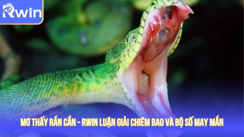 Mơ Thấy Rắn Cắn - Rwin Luận Giải Chiêm Bao Và Bộ Số May Mắn