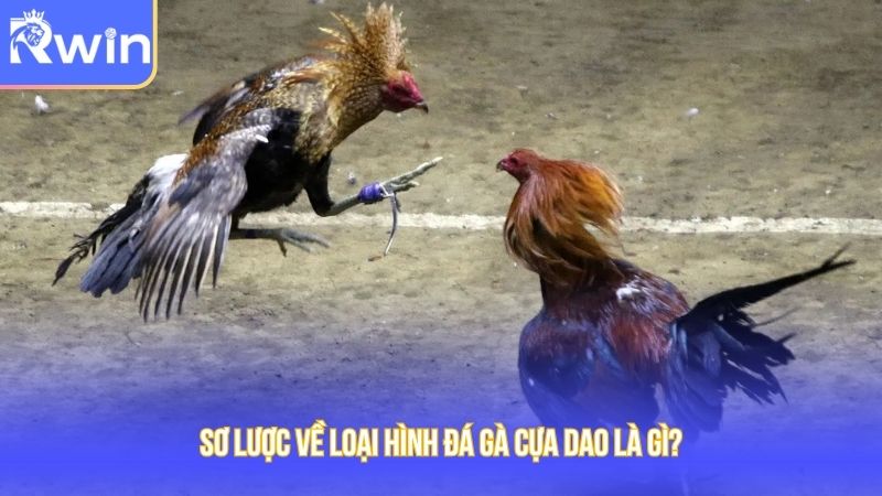 Sơ lược về loại hình đá gà cựa dao là gì?