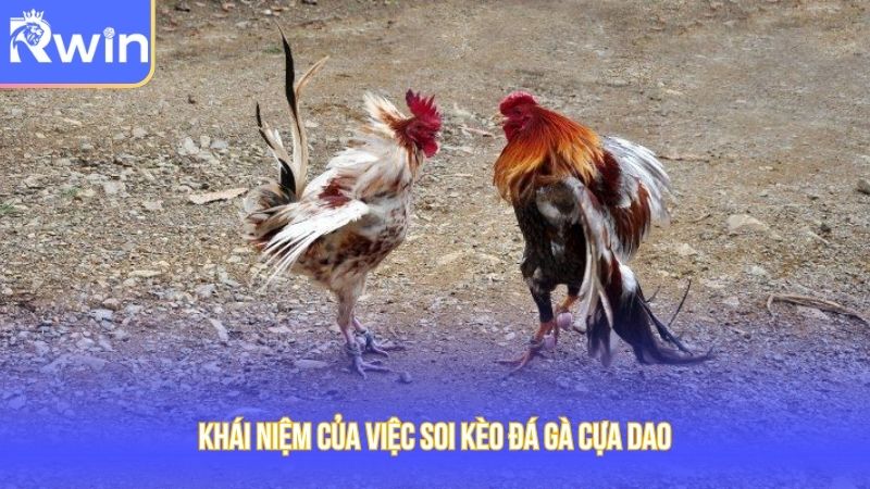 Khái niệm của việc soi kèo đá gà cựa dao