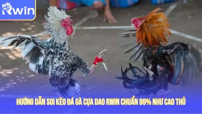 Hướng Dẫn Soi Kèo Đá Gà Cựa Dao RWIN Chuẩn 99% Như Cao Thủ