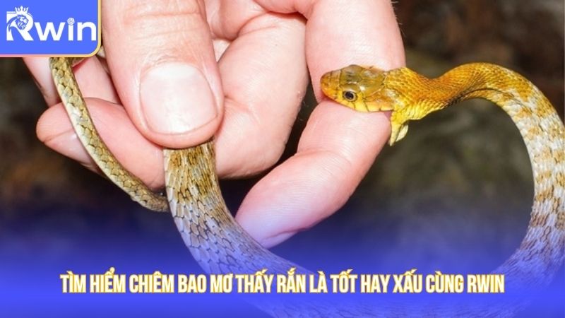 Rwin giải mã chiêm bao thấy rắn cắn mang điềm lành hay xui rủi