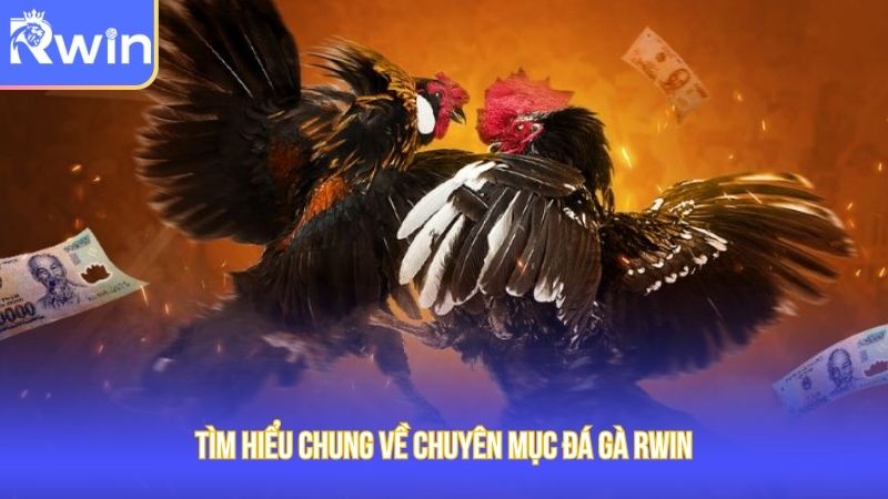 Tìm hiểu chung về chuyên mục đá gà Rwin