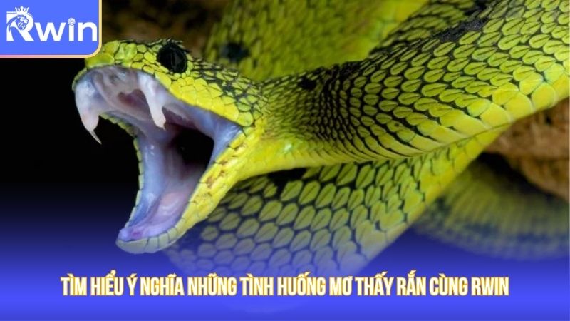 Mỗi chiêm bao mơ thấy rắn cắn đều ẩn chứa ý nghĩa và điềm báo riêng