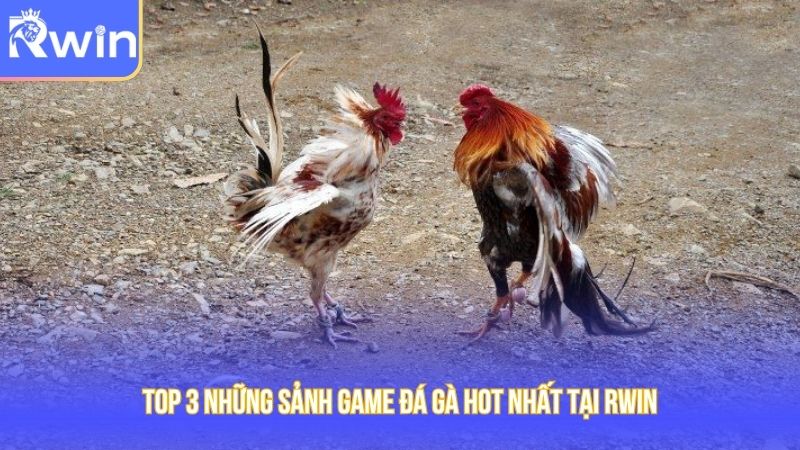 TOP 3 những sảnh game đá gà hot nhất tại Rwin